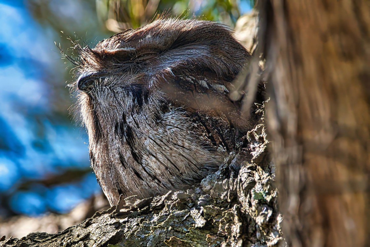 Tawny Frogmouth - ML642083591