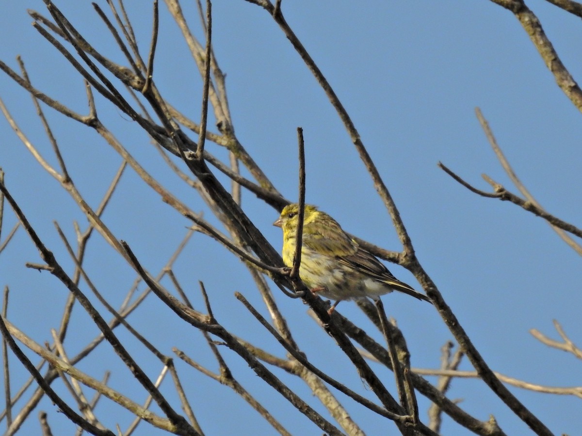 בזבוז אירופי - ML642083592