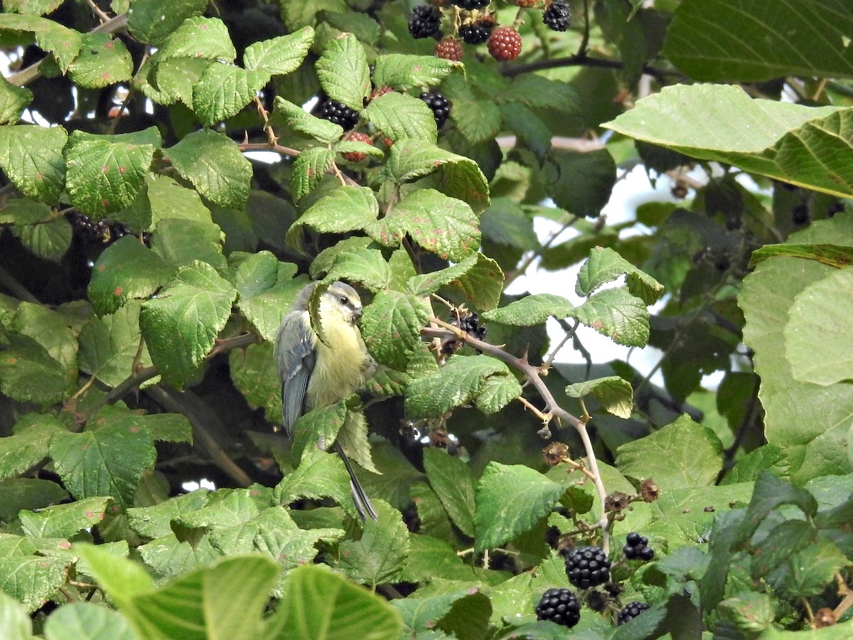 Eurasian Blue Tit - ML642083596