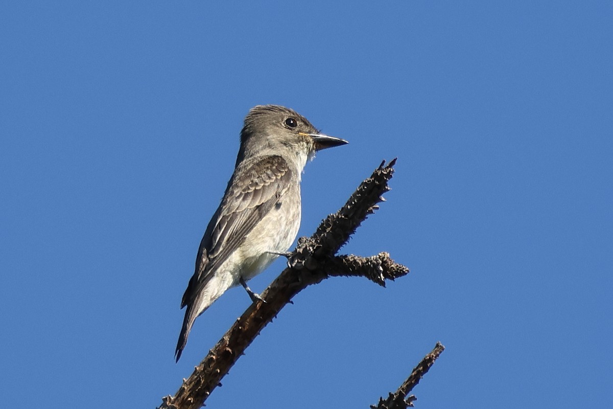 Olive-sided Flycatcher - ML642083599