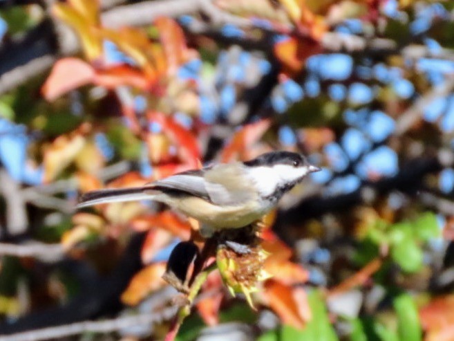 Black-capped Chickadee - ML642083610