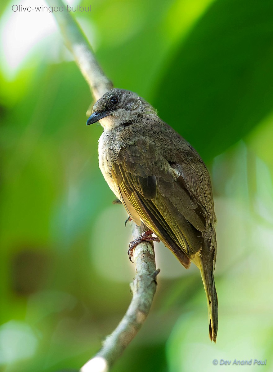 Olive-winged Bulbul - ML642083611