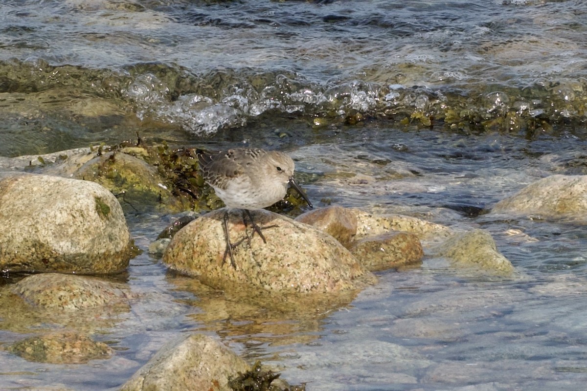 Dunlin - ML642083619