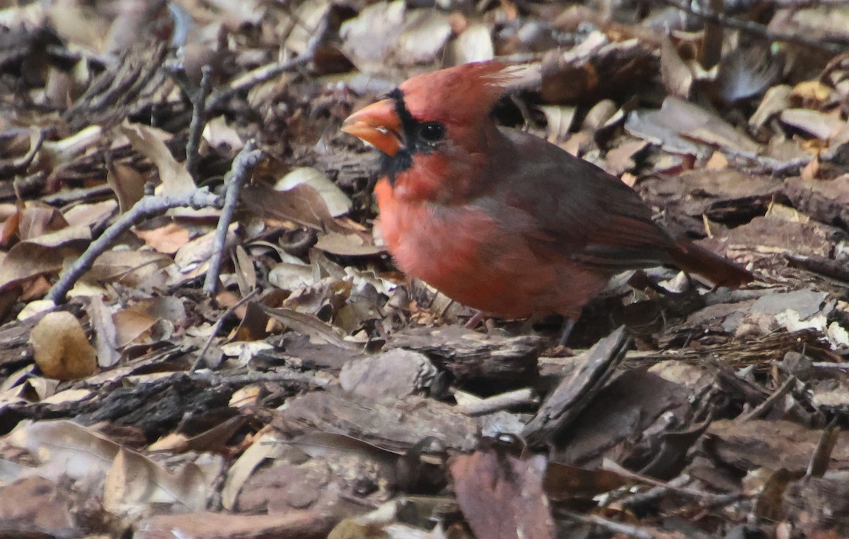 Northern Cardinal - ML642083633