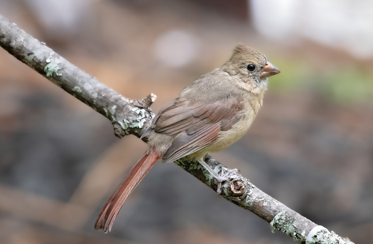 Northern Cardinal - ML642083634