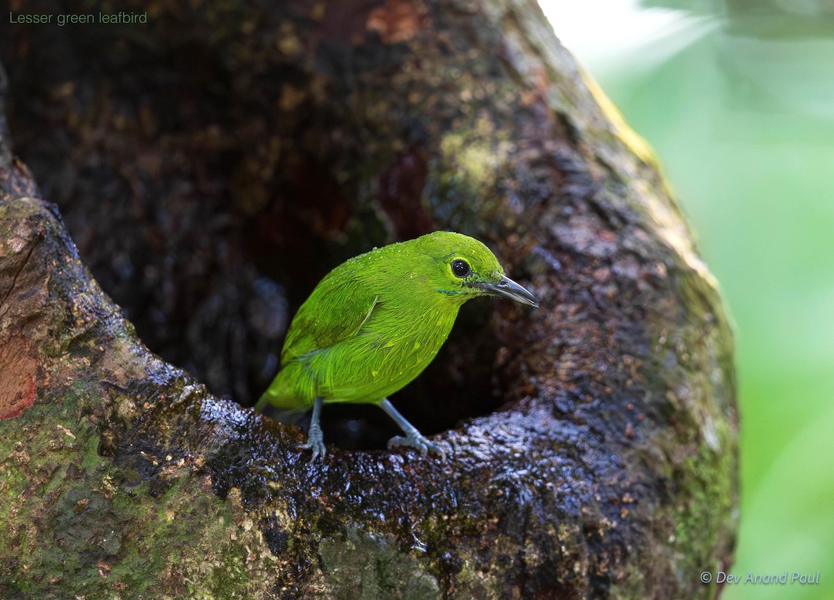 Lesser Green Leafbird - ML642083636