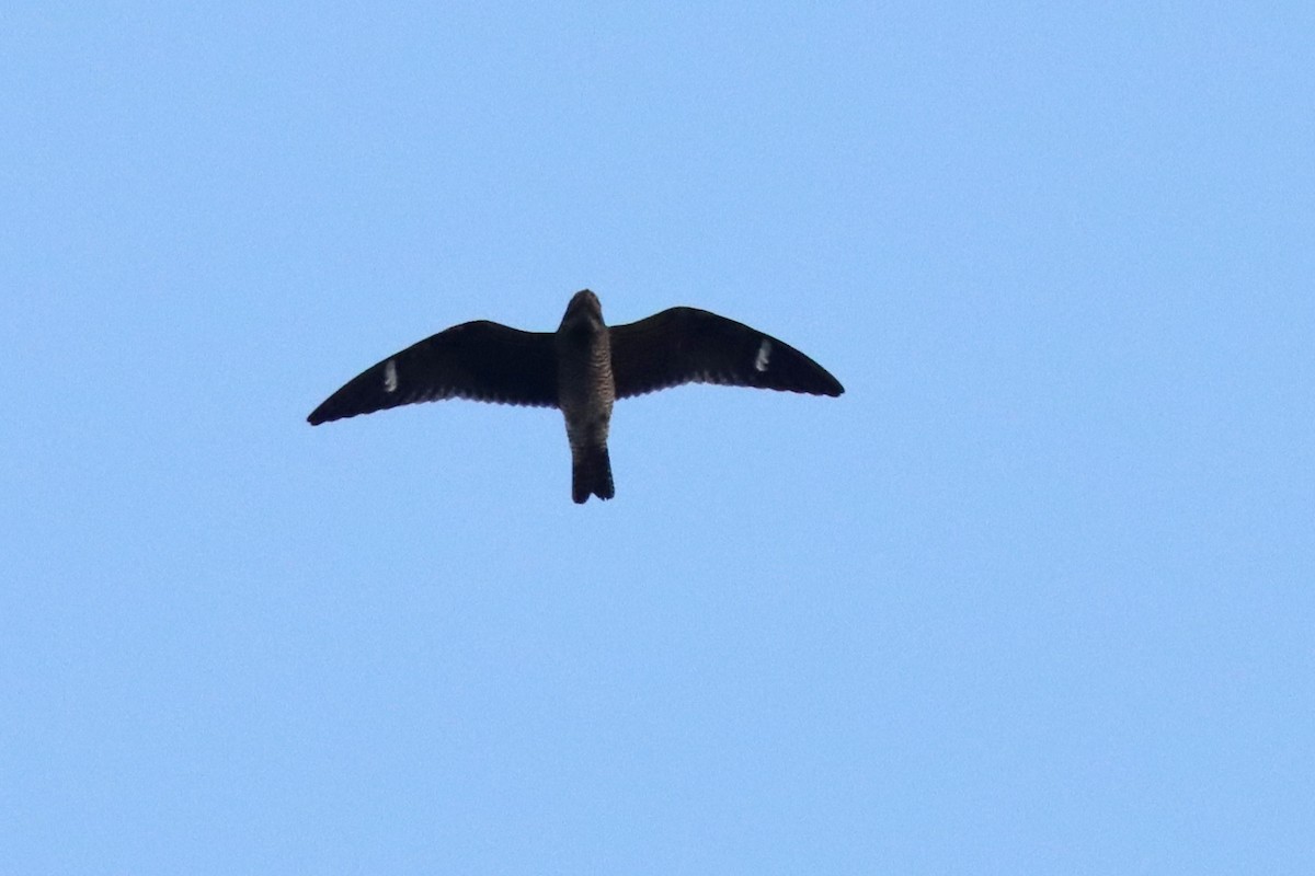 Common Nighthawk - ML642083639