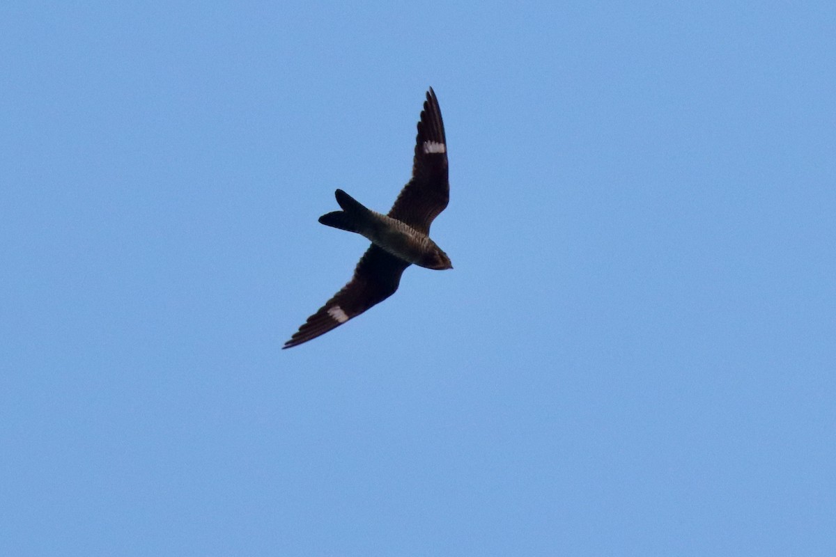 Common Nighthawk - ML642083640