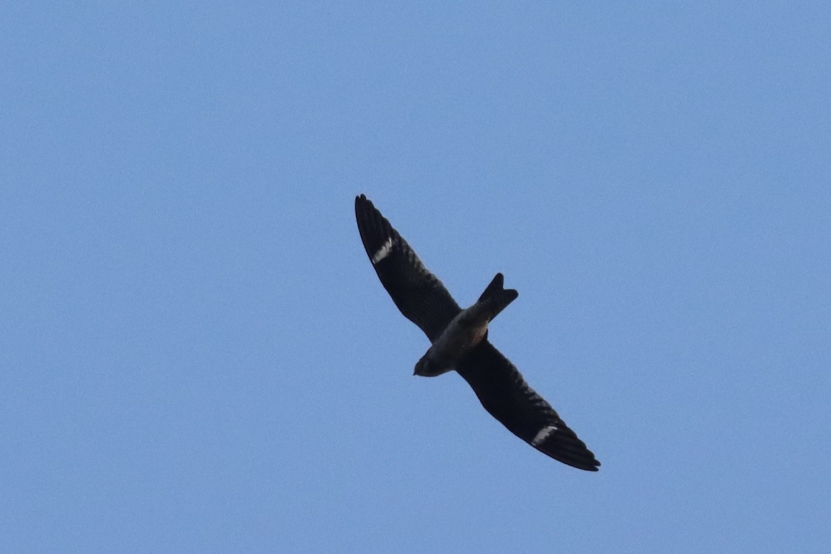 Common Nighthawk - ML642083641