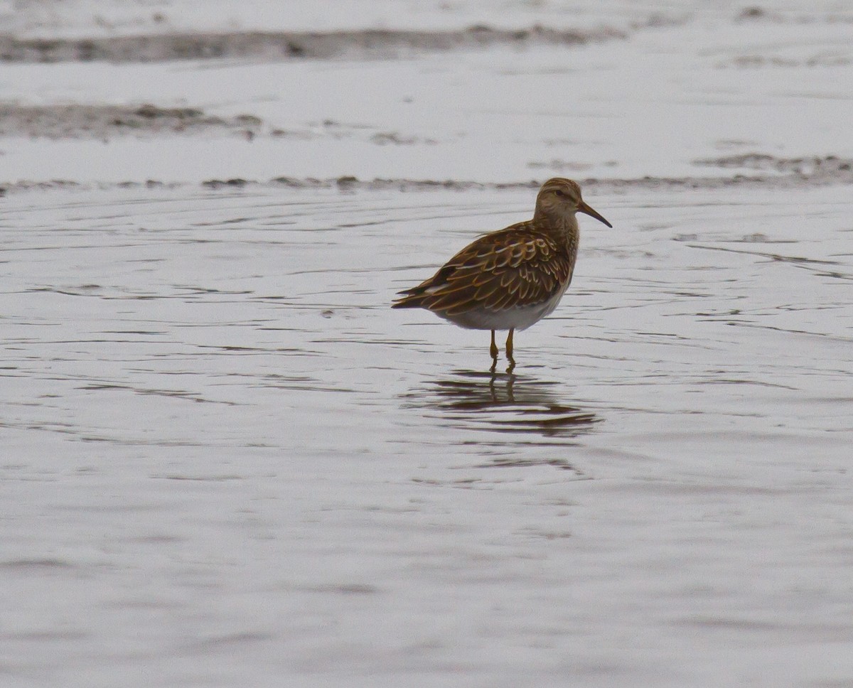 Graubrust-Strandläufer - ML642083646