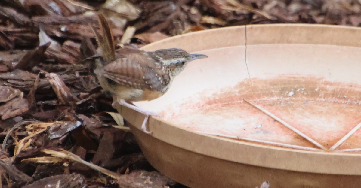 Carolina Wren - ML642083648