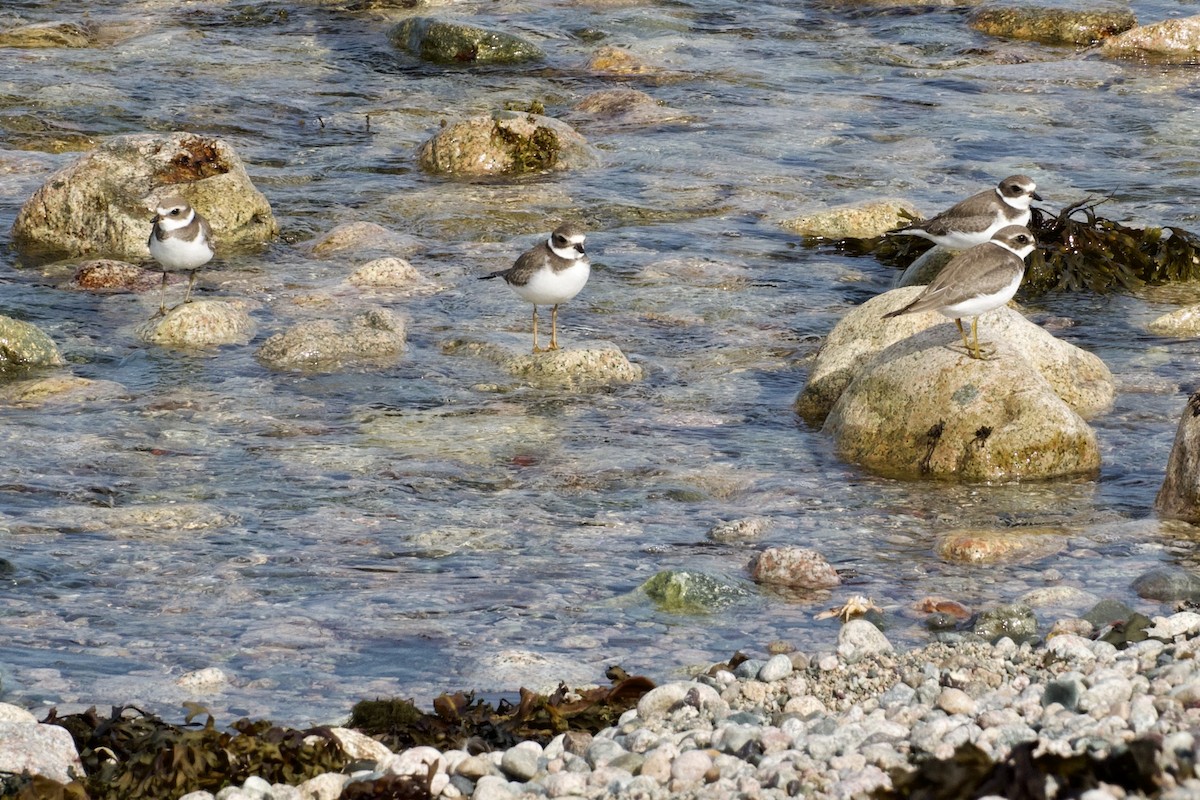 Semipalmated Plover - ML642083651