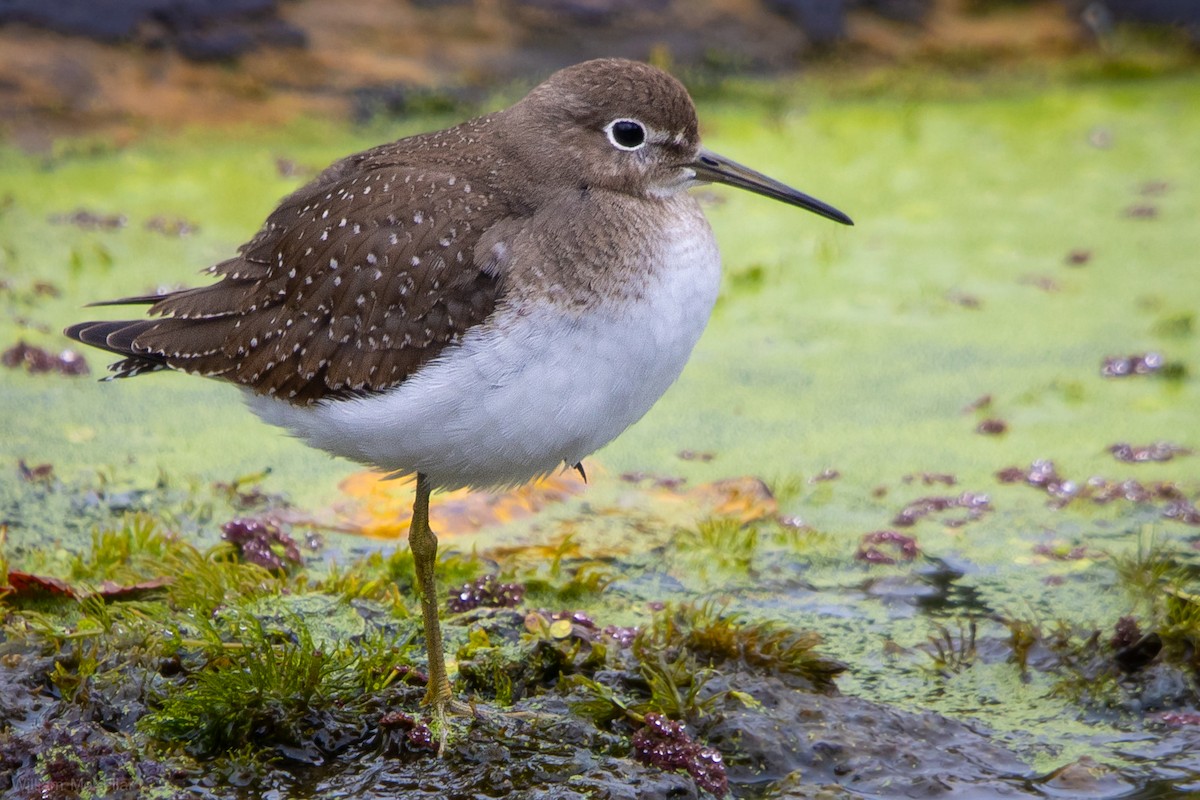 Solitary Sandpiper - ML642083655