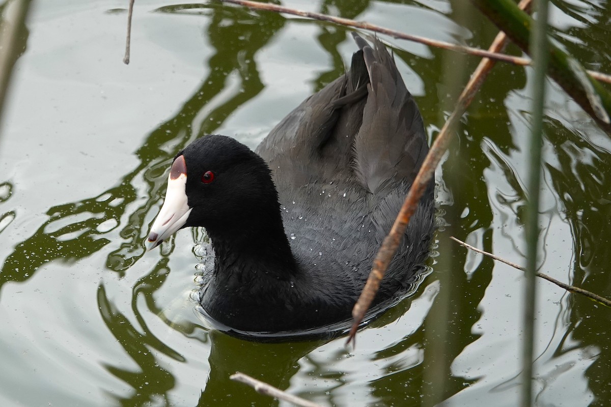American Coot - ML642083661