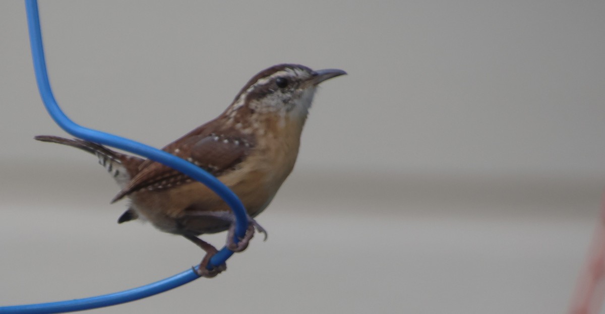 Carolina Wren - ML642083662