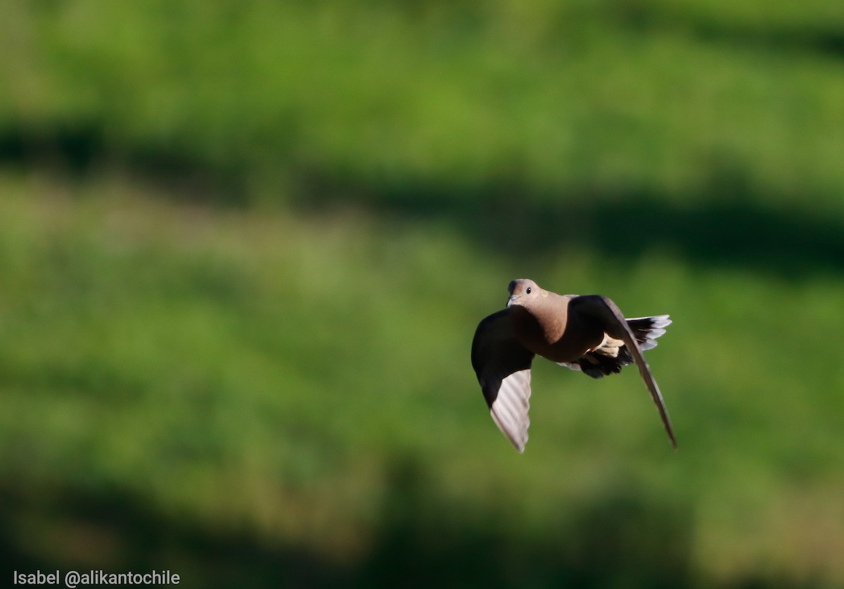 Eared Dove - ML642083674