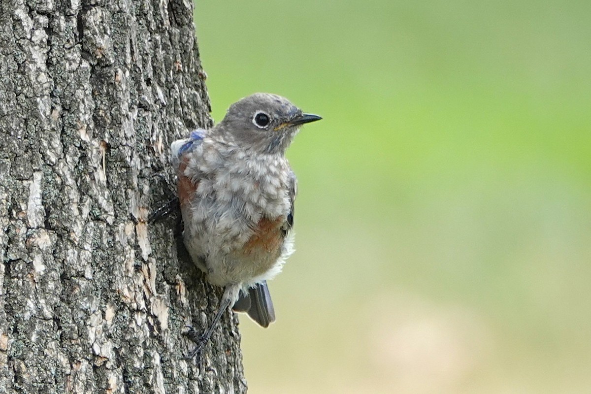 Western Bluebird - ML642083682