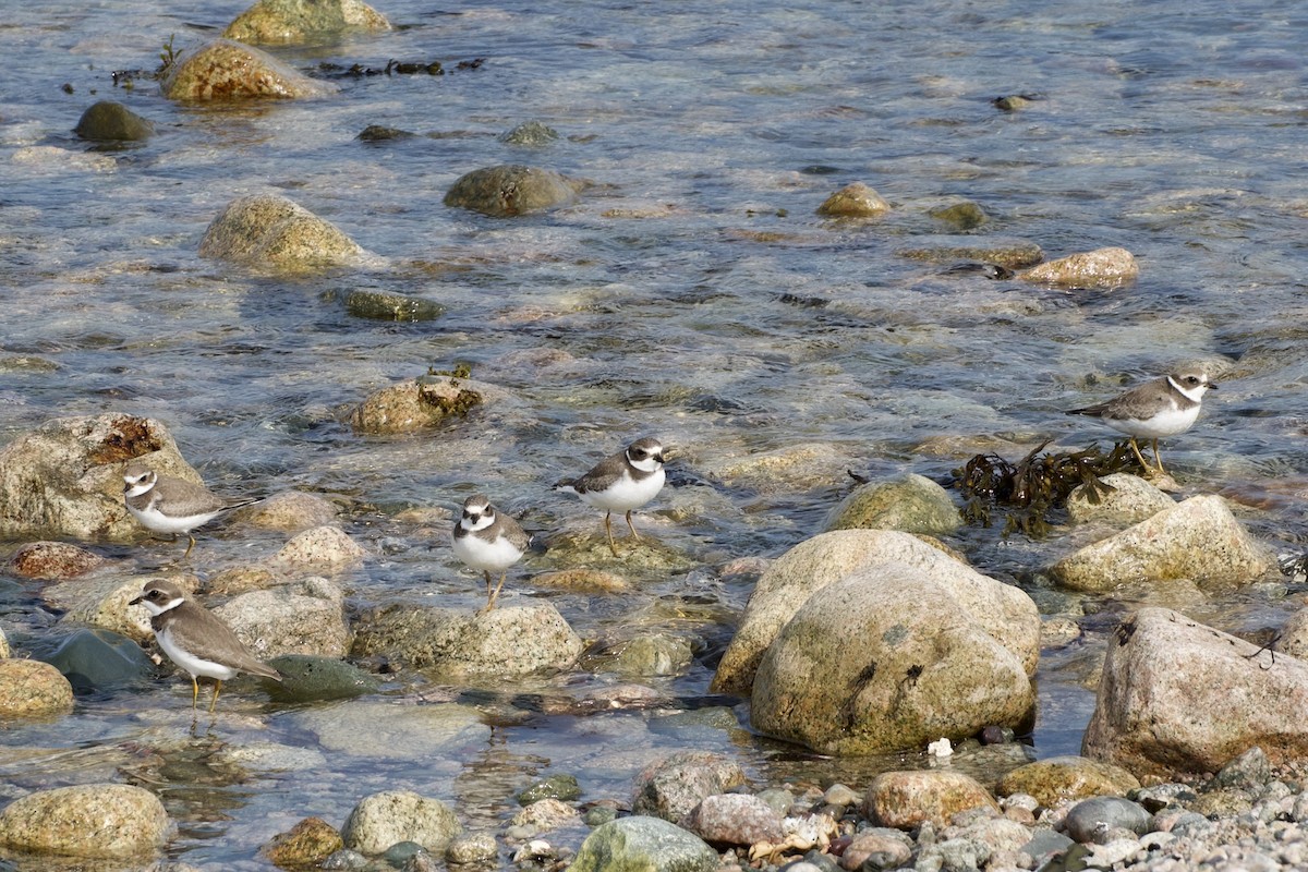 Semipalmated Plover - ML642083702