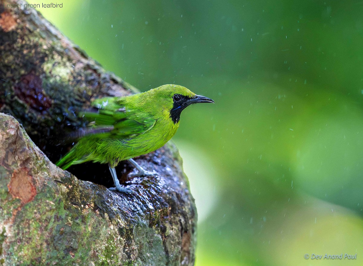 Lesser Green Leafbird - ML642083707