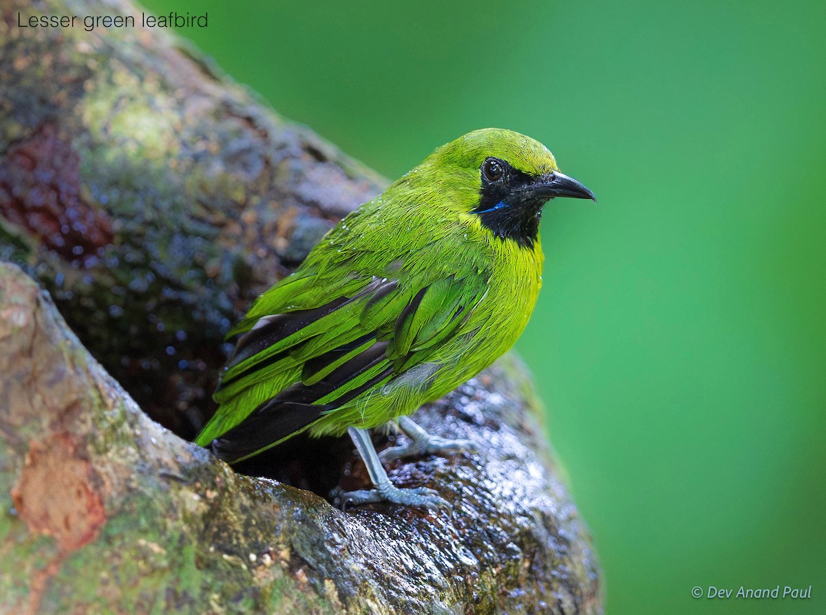 Lesser Green Leafbird - ML642083708