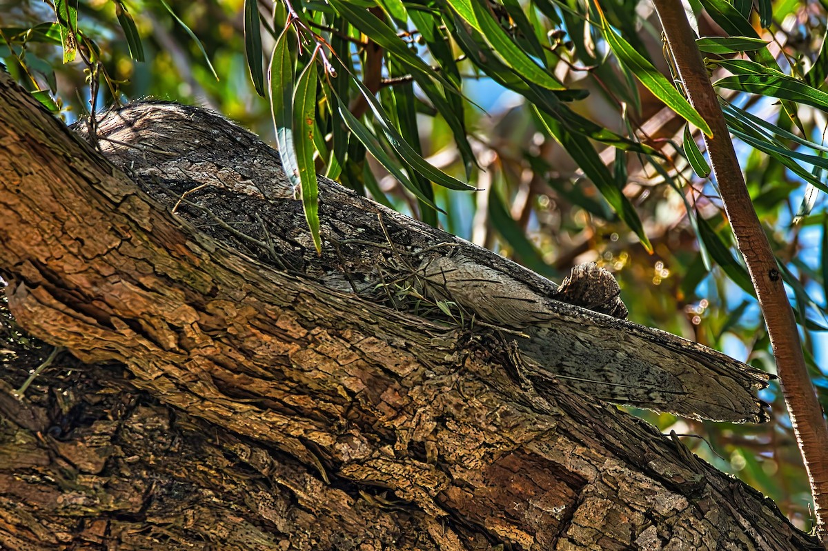 Tawny Frogmouth - ML642083709