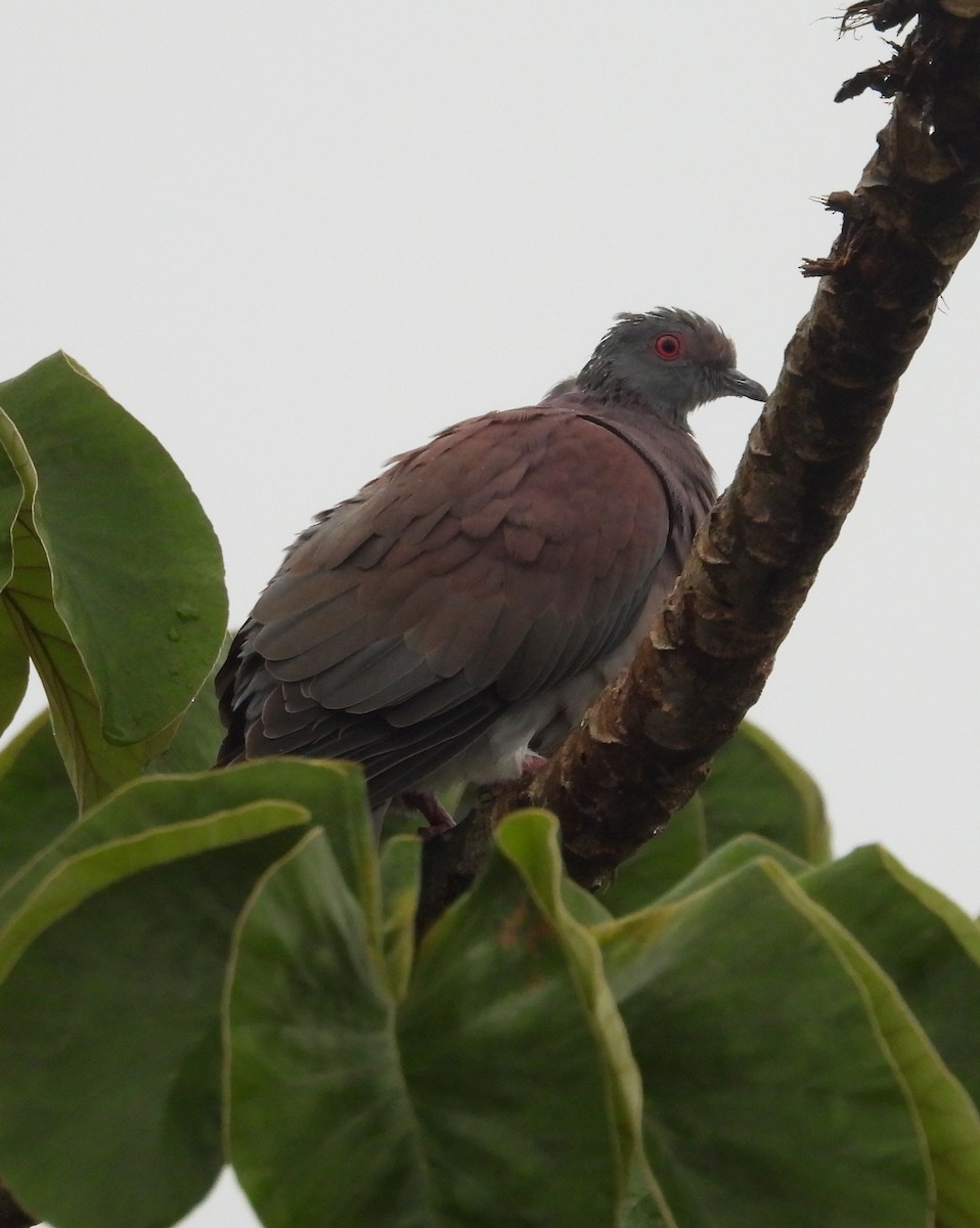 Pale-vented Pigeon - ML642083713