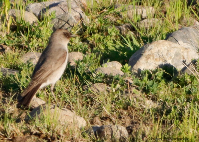 Dark-faced Ground-Tyrant - ML642083714