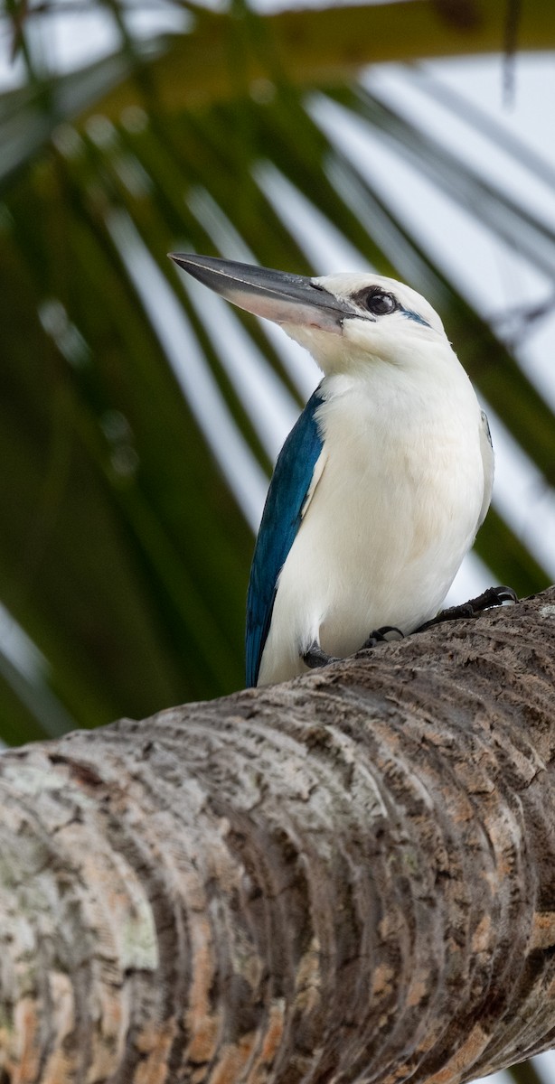 Beach Kingfisher - ML642083757