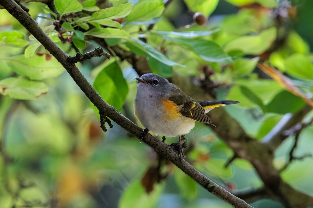 American Redstart - ML642083758