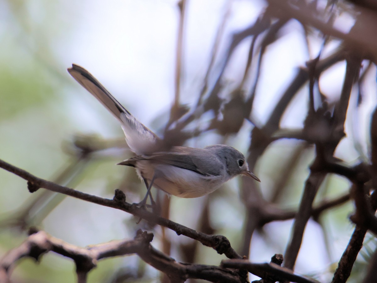 Blue-gray Gnatcatcher - ML642083759