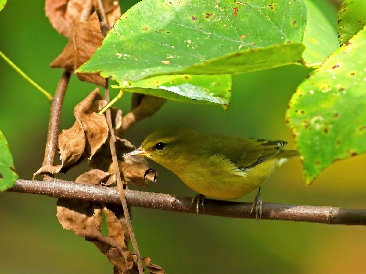 Tennessee Warbler - ML642083761