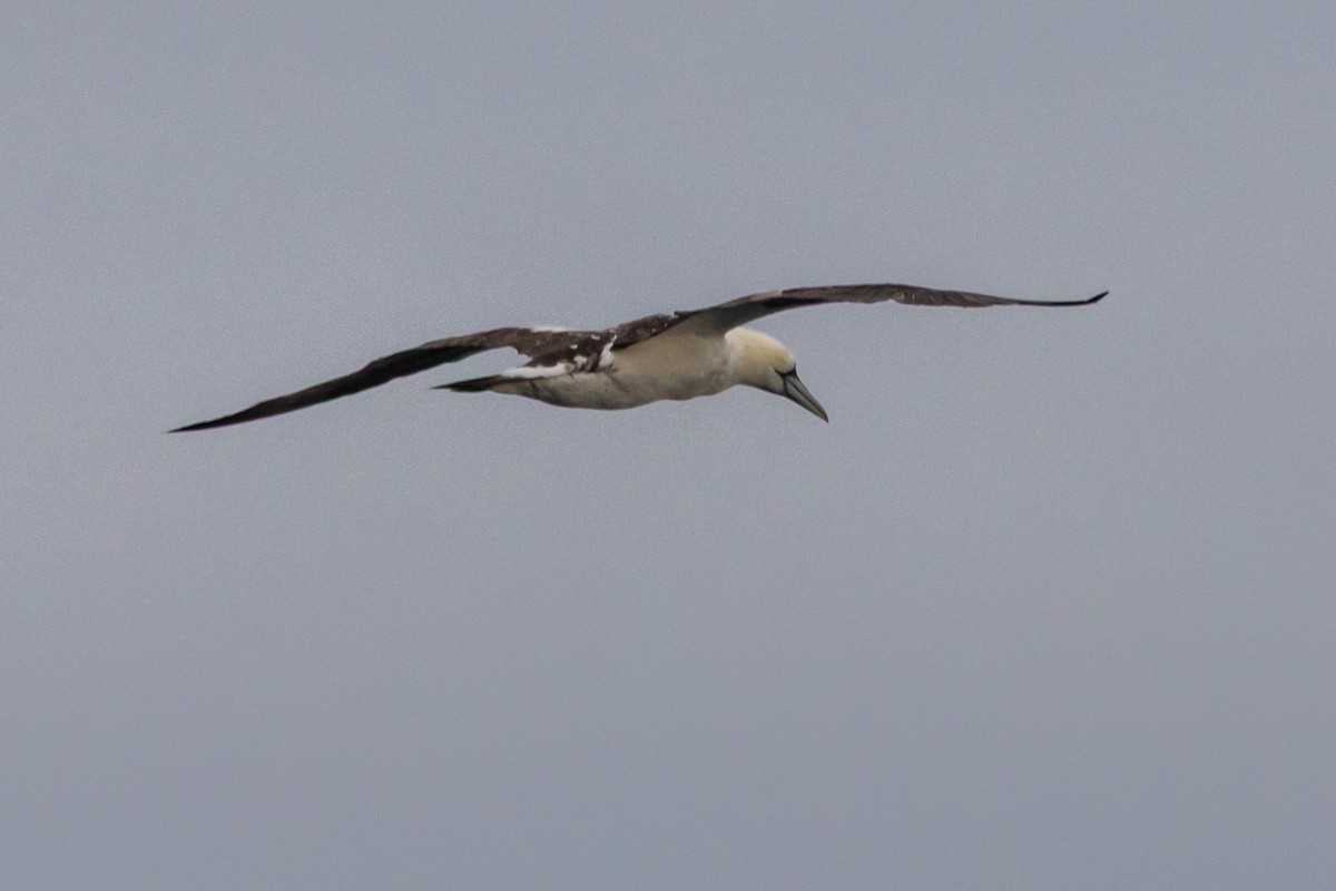 Northern Gannet - ML642083763