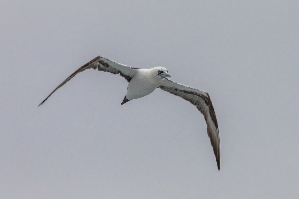Northern Gannet - ML642083764