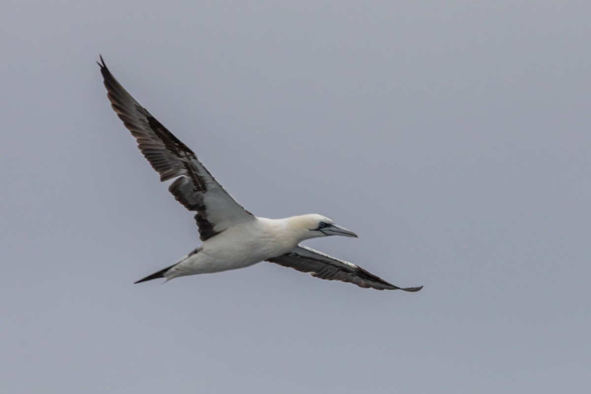 Northern Gannet - ML642083765