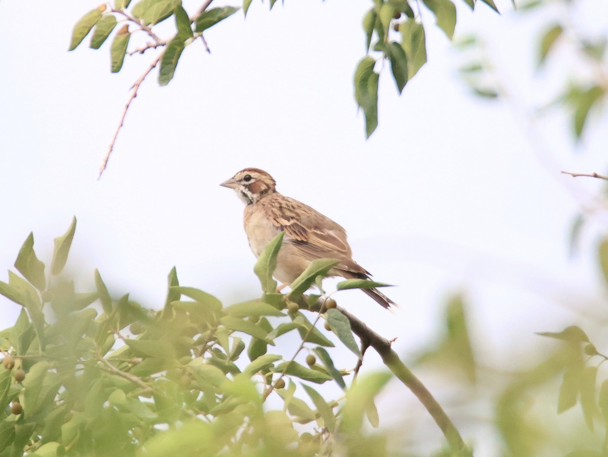 Lark Sparrow - ML642083768