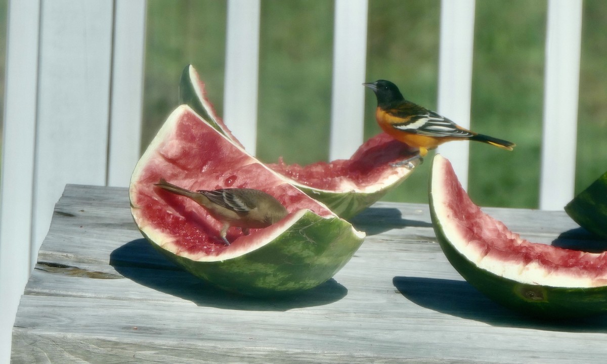 Baltimore Oriole - ML642083769
