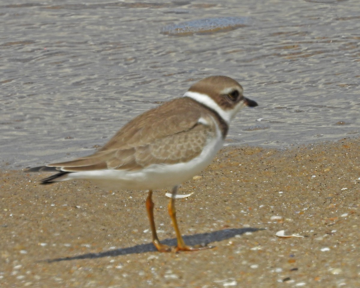 Semipalmated Plover - ML642083770