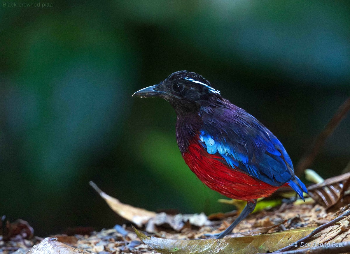 Black-crowned Pitta - ML642083771
