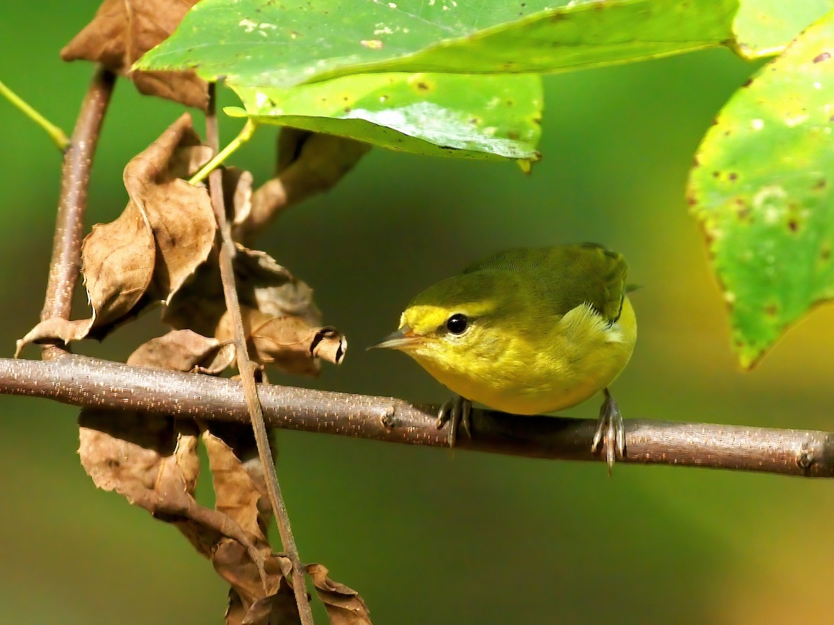 Tennessee Warbler - ML642083773