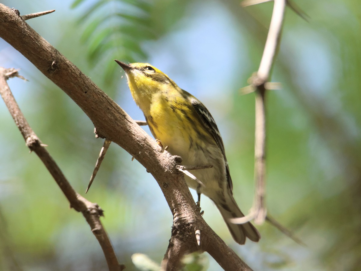 Townsend's Warbler - ML642083786