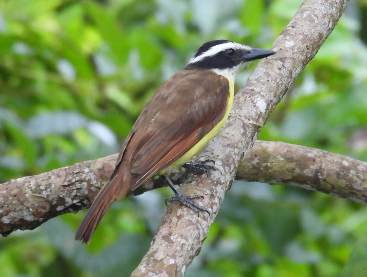 Great Kiskadee - ML642083787