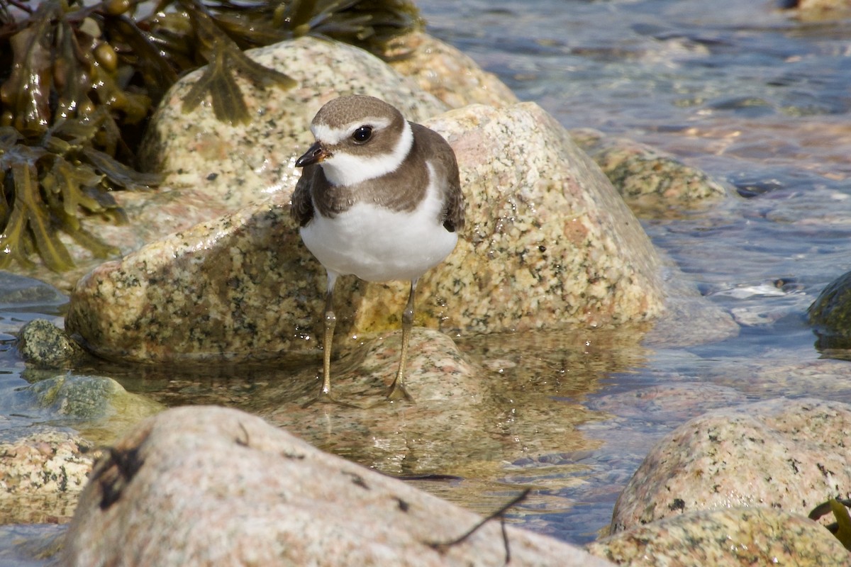 Semipalmated Plover - ML642083793