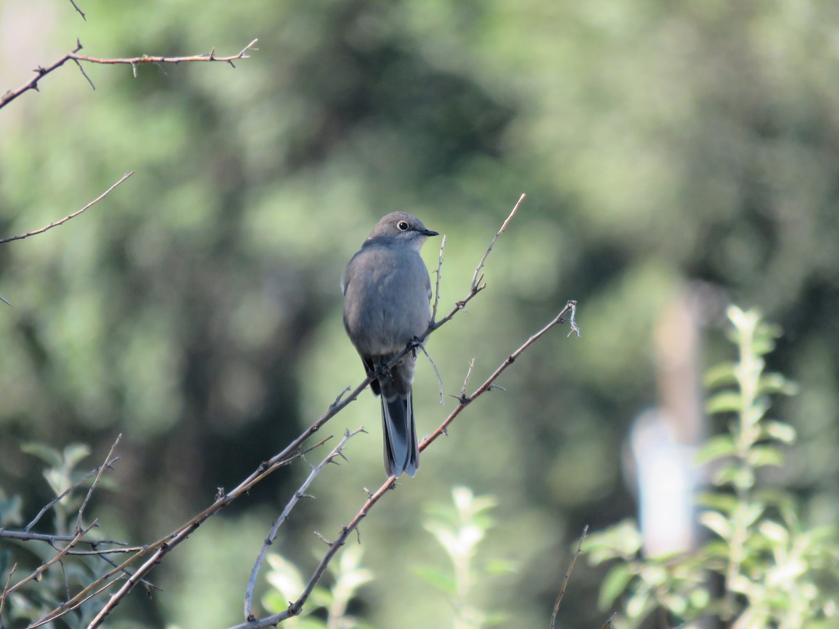 Townsend's Solitaire - ML642083802