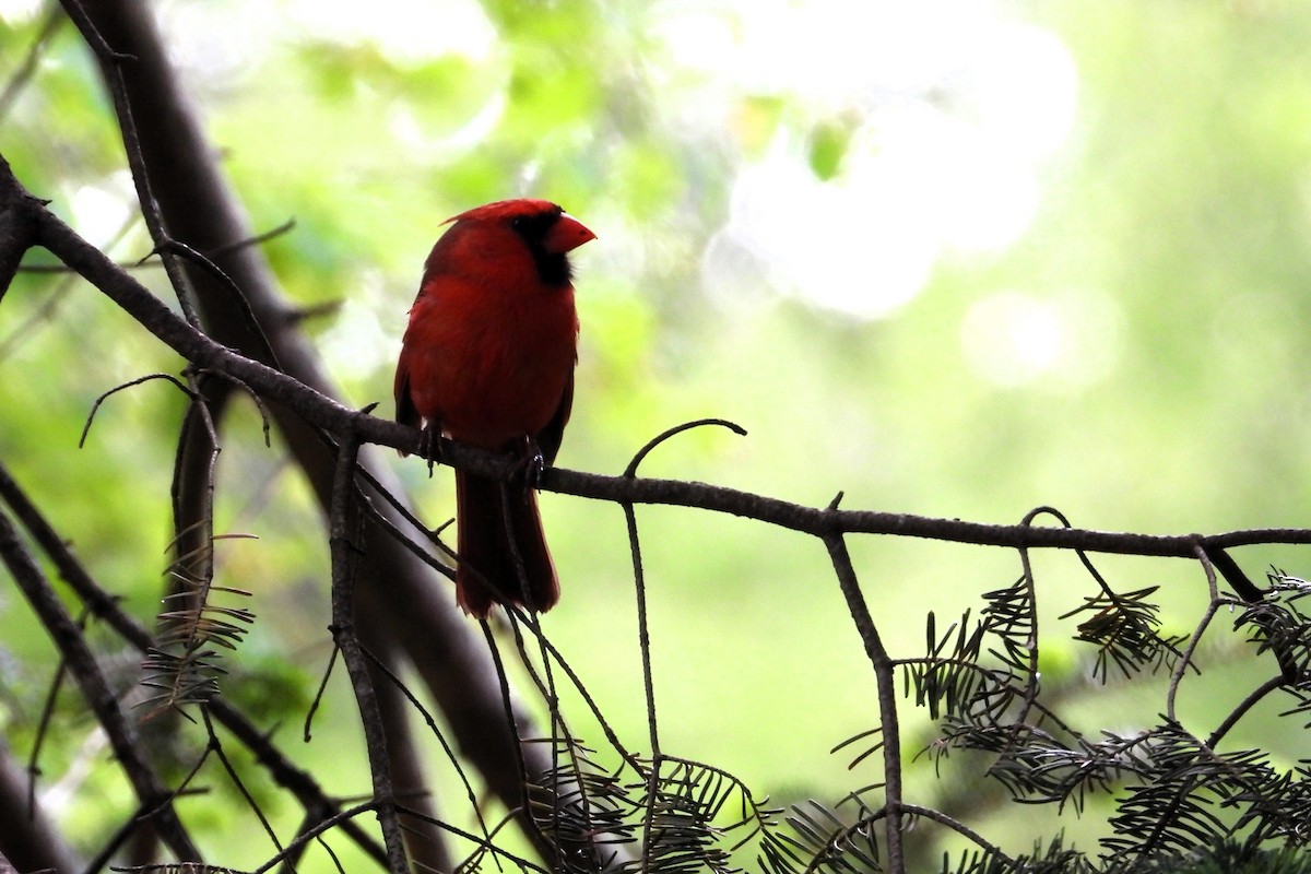 Northern Cardinal - ML642083805