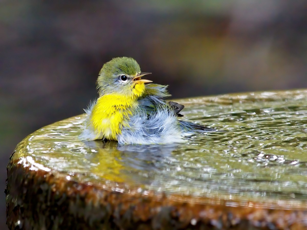 Northern Parula - ML642083811
