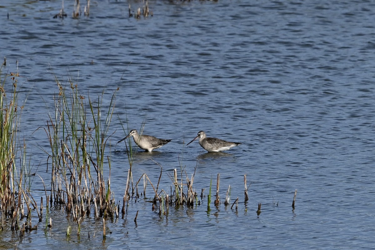 Hudsonian Godwit - ML642083818
