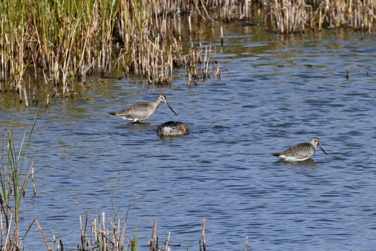 Hudsonian Godwit - ML642083819