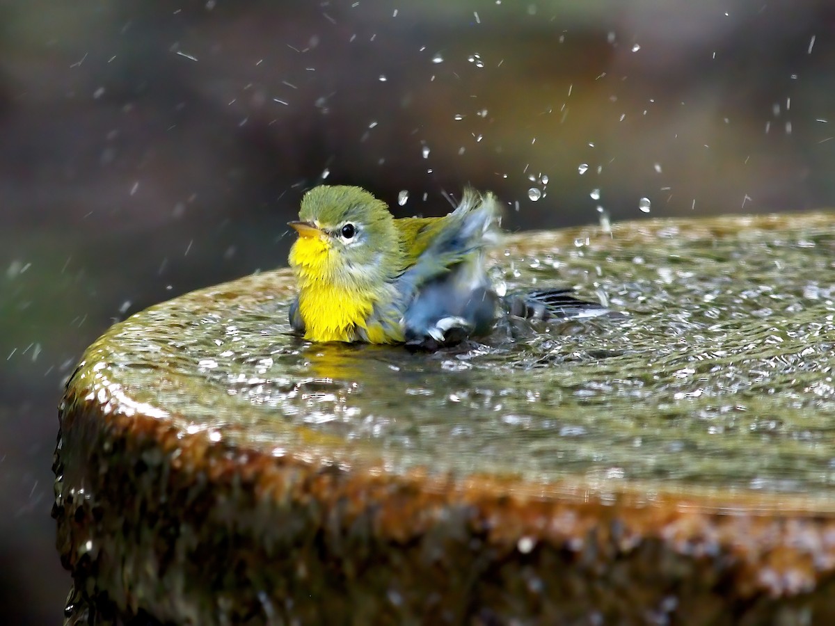 Northern Parula - ML642083831