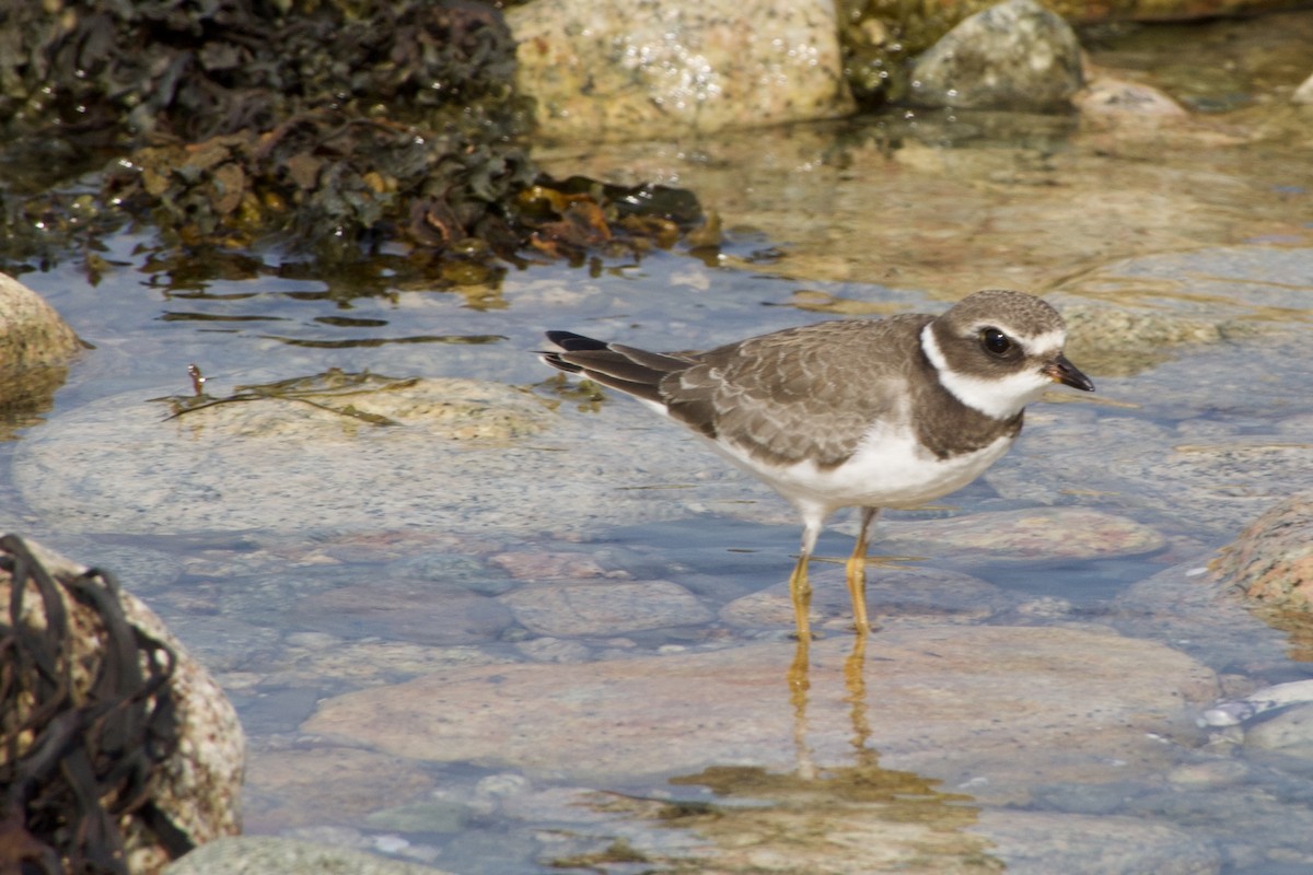 Semipalmated Plover - ML642083840