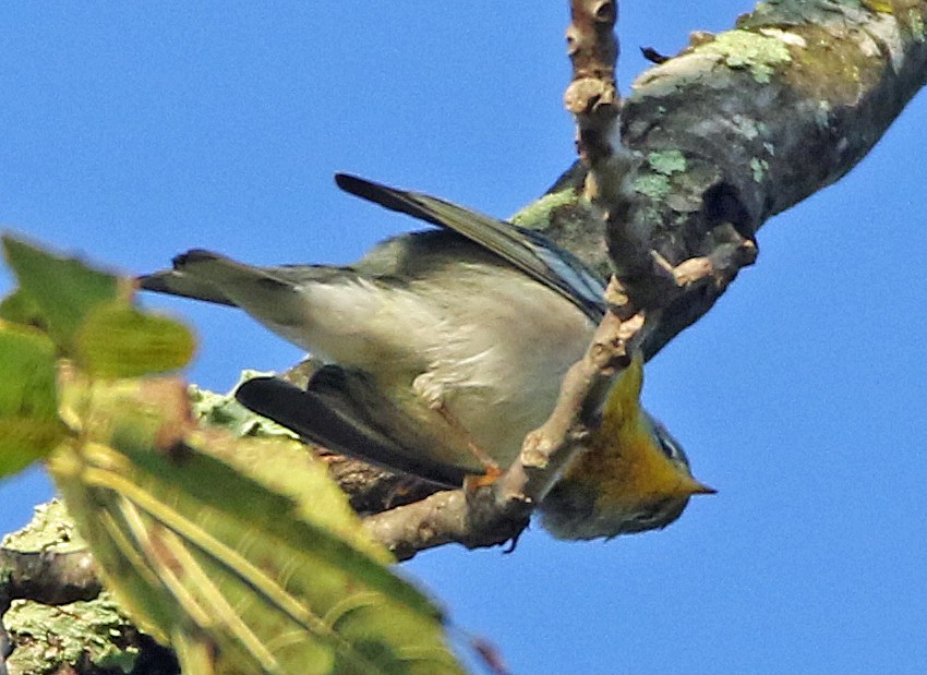 Northern Parula - ML642083851